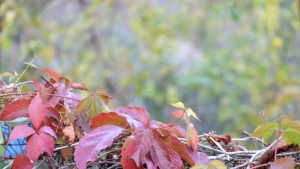 Red Autumn Grape Leaves Sway Wind Blurred Background Cloudy Day — Stock Video