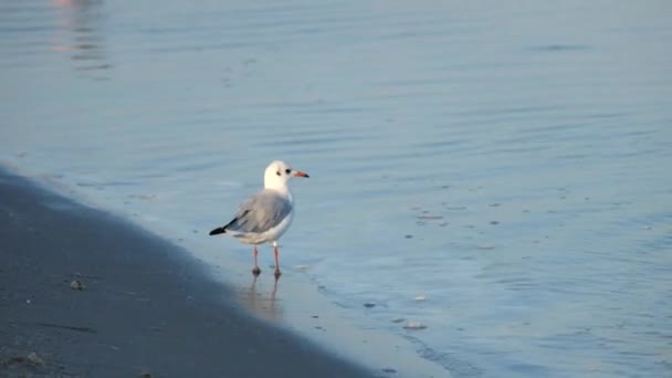 Slender Billed Gull Promenader Stranden Vid Havet Larus Genei — Stockvideo
