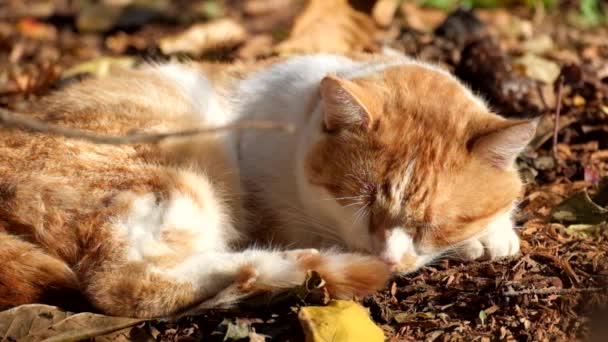 Czerwony Kot Drzemiący Ląd Pod Ostatnie Ciepłe Promienie Jesiennego Słońca — Wideo stockowe