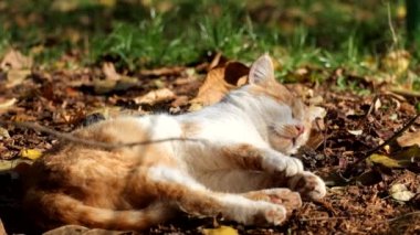 Kırmızı kedi kuru kara son sıcak ışınları sonbahar güneşin altında pinekleme