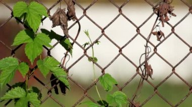 Ortak hop çelik tel örgü yapılan eski paslı çit dolaşık