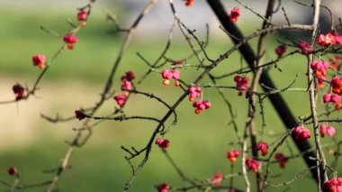 Burningbush (Euonymus atropurpureus zehirli meyveler)