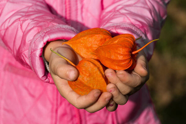 Яркие апельсиновые капсулы зимней вишни в руках детей (Physalis alkekengi
)