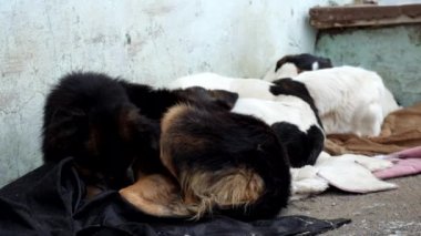 Kuru soğuk bir kış, bir sokak köpeği yerde yatıyor ve soğuktan titreyerek pençe yalıyor