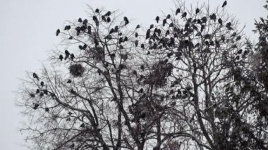 Rooks sürüleri kar yağışı (Corvus frugilegus sırasında bir ağaçta oturuyorlar)