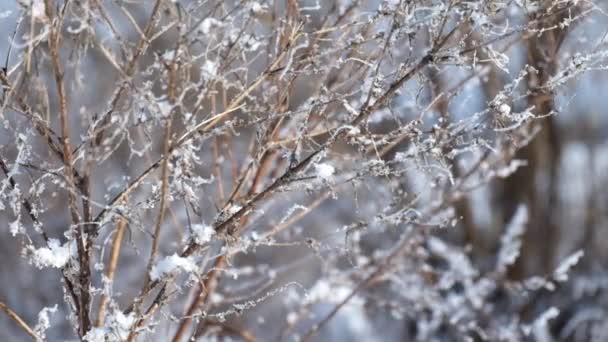 Сухие Ветви Полевой Травы Покрыты Морозом Слегка Движутся Ветра — стоковое видео