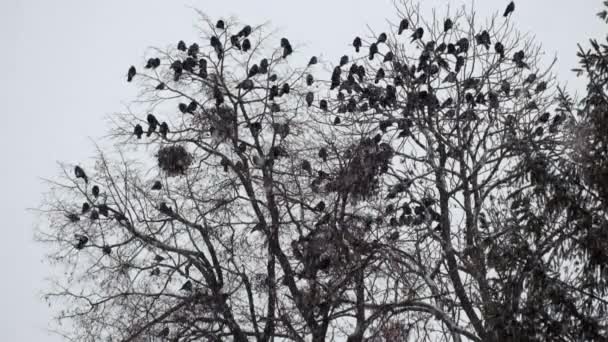 Стаи Руков Сидят Дереве Время Снегопада Corvus Frugilegus — стоковое видео