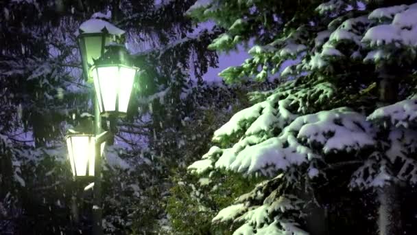 在路灯的夜光下下雪 雪正在落在冷杉的树枝上 — 图库视频影像