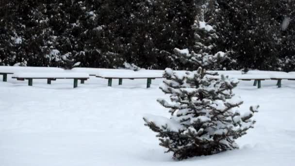Маленькая Одинокая Ель Стоит Зимнем Парке Время Снегопада — стоковое видео