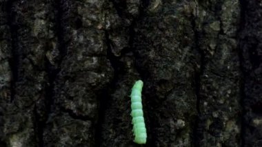 Piramit yeşil meyve solucanı bir ağaç gövdesi boyunca sonsuz sürünerek