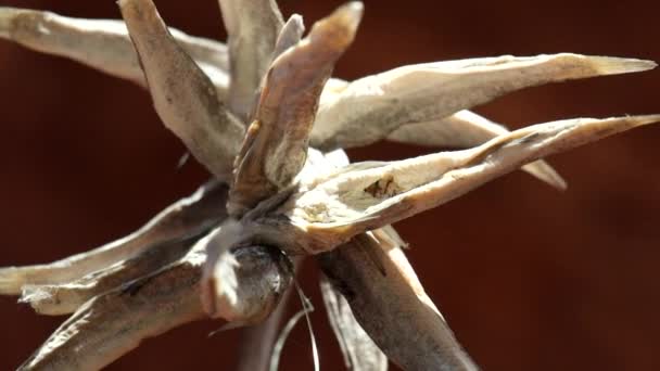 乾燥したサルのゴービーはロープでゆっくりと回転する(ネオゴビウス・フルビアティリス) — ストック動画
