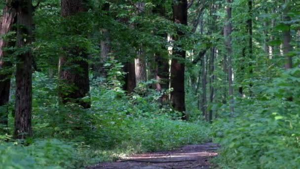 Respiração de floresta jovem primavera — Vídeo de Stock