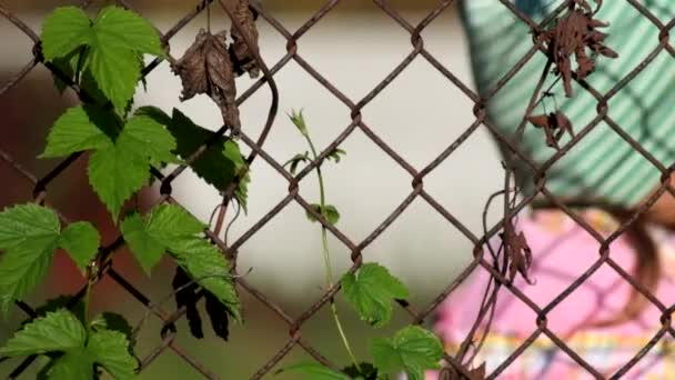 Gemeenschappelijke hop verweven in oude Rusty hek gemaakt van staal gaas. In de gedeconcentreerde achtergrond, het meisje van de baby is schattig glimlachend — Stockvideo