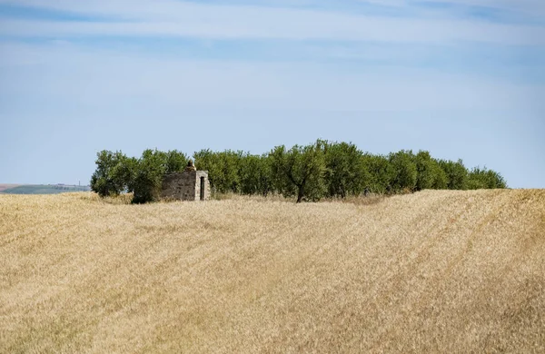 Kopcovitá krajina s pšeničné pole a stromy — Stock fotografie