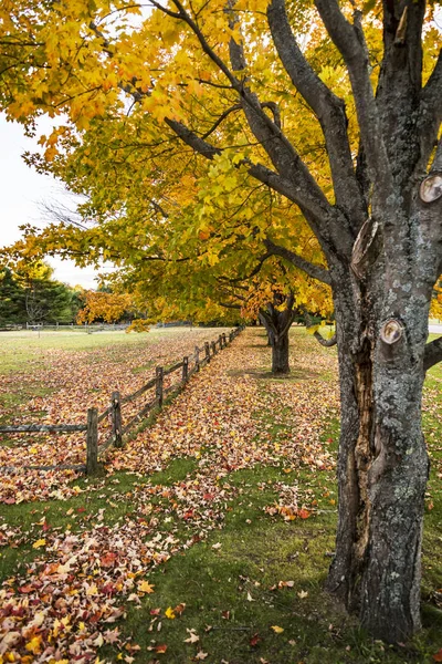 Pozadí Podzimní Barevné Listí Maine Usa — Stock fotografie