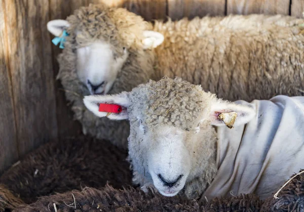 有趣的羊农场里的羊的肖像. — 图库照片