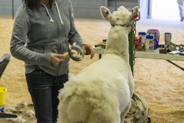 Buxton beni-4 Ekim: çiftçiler Maine, ABD 4 Ekim 2015 Buxton, Maine, ABD tarihinde bir gruptaki bir koyun kesme.