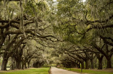Charleston SC ABD 'de Boone Hall pantation