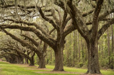 Charleston SC ABD 'de Boone Hall pantation