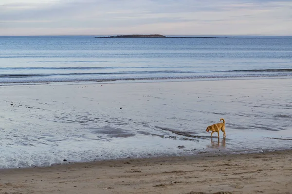 一只狗在缅因州的海滩上散步 — 图库照片