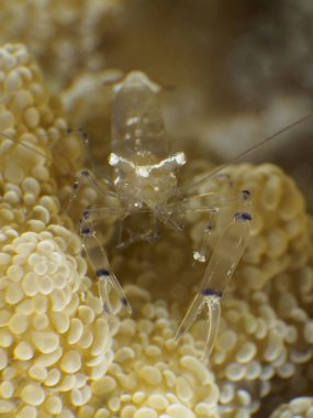 Bohol deniz Filipinler Pasifik Palyaço Anemone Karides