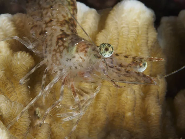 Lång Arm Räka Bohol Sea Filippinerna — Stockfoto