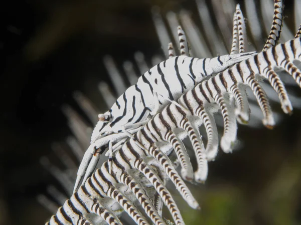 Gamberetti Crinoidi Leopardo Nel Mare Bohol Filippine Immagine Stock