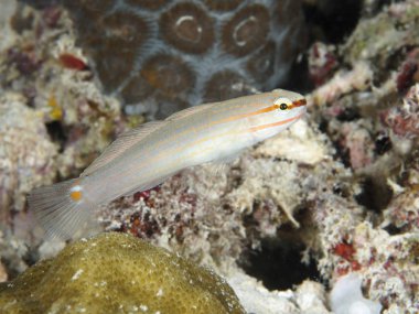 Turuncu çizgili goby