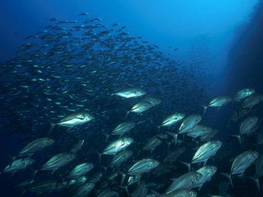 Kocagözlü trevally