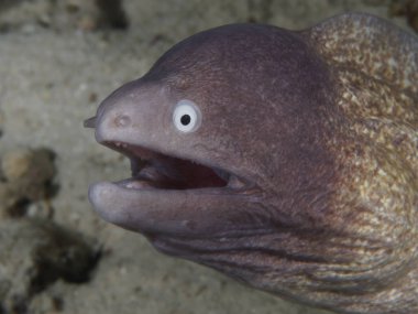 Beyaz gözlü moray