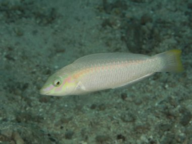 zikzak wrasse