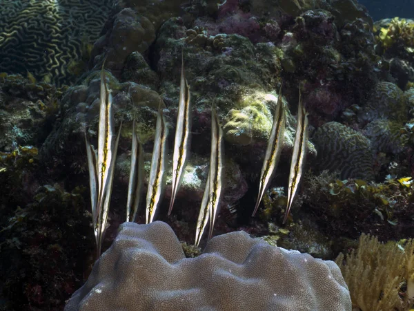 Arenque de coral —  Fotos de Stock