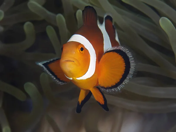 Clown anemonefish — Stock Photo, Image