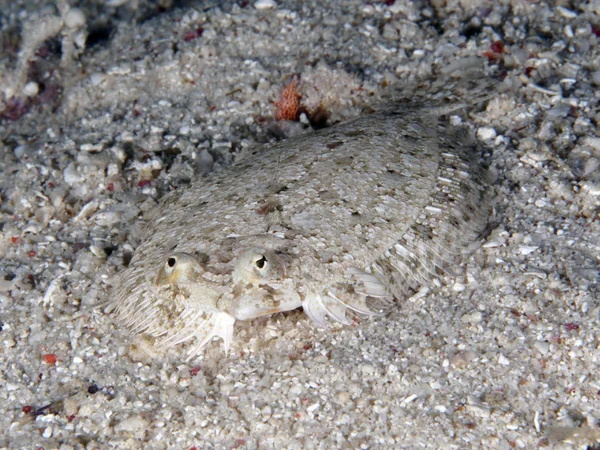 Intermediate flounder — Stock Photo, Image