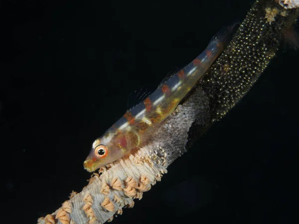 Grote zweep Goby — Stockfoto