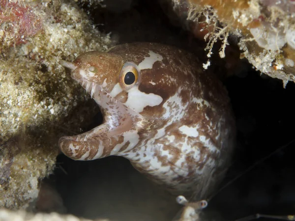 Lipspot moray — Stock Photo, Image