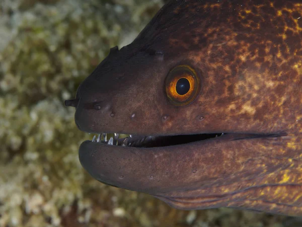 Bohol Sea Filippinerna — Stockfoto