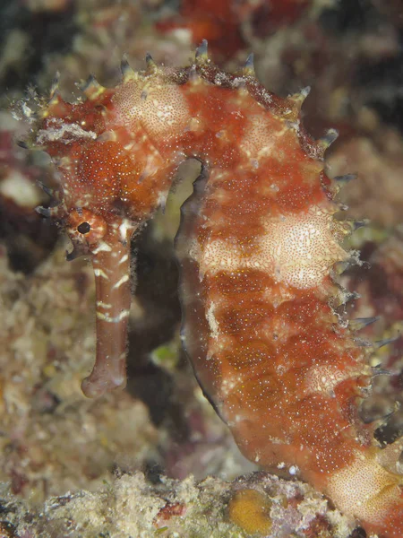 Coral peixe espinhoso cavalo marinho — Fotografia de Stock