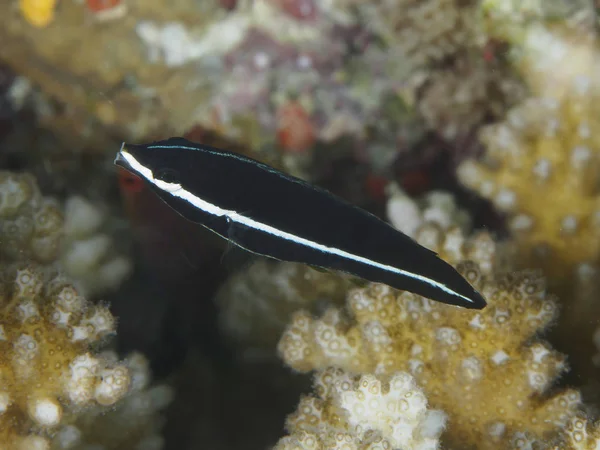 Tubelip wrasse — Stock Photo, Image