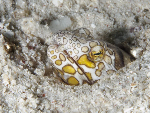 Napoleon snake eel — Stock Photo, Image