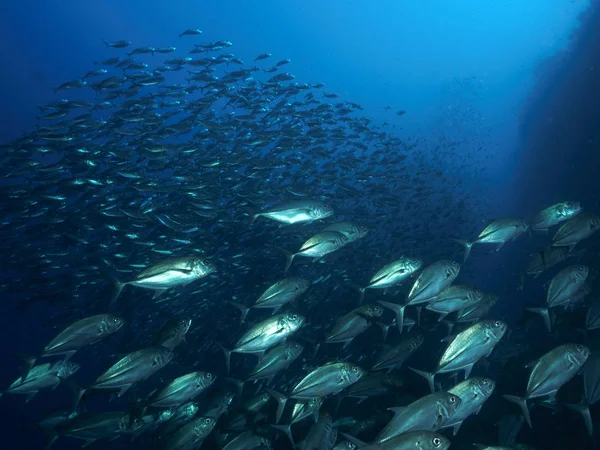 Storögd trevally Royaltyfria Stockfoton