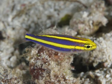 Yellowstripe threadfin çipura