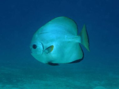 Boers batfish