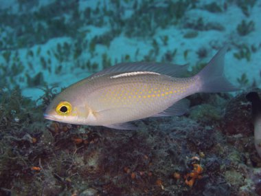 Testere çeneli monokl çipura