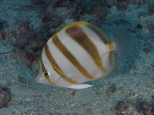 Sixspine butterflyfish — Stock Photo, Image