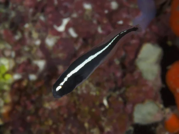 Condenar a Blenny —  Fotos de Stock