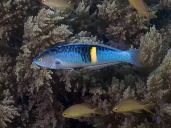 Philippines wrasse — Stock Photo, Image