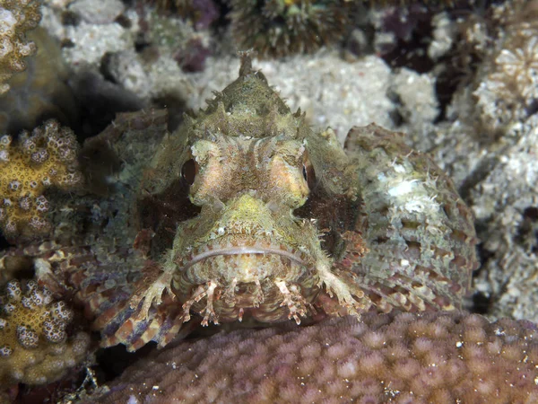 Tassled Scorpionfish — Stock Photo, Image