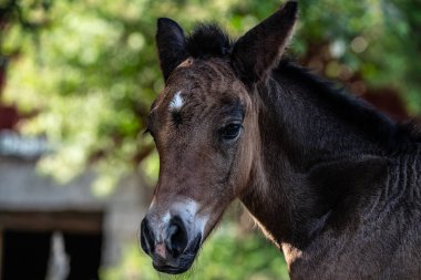 Norveç'te bir çiftlikte yeni doğan yavru