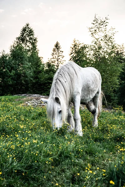 Horses Summer Holiday Forest — Stock Photo, Image